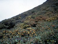 C08B06S47 13 : シャクナゲ, ブータン, プナカ・ルナナ, ルドフ, 高山植物