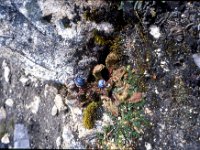 C08B06S52 03 : ナリタン, ブータン, プナカ・ルナナ, 青いケシ, 高山植物