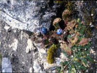 C08B06S52 04 : ナリタン, ブータン, プナカ・ルナナ, 青いケシ, 高山植物