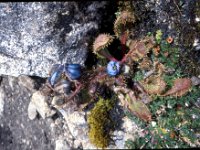 C08B06S52 09 : ナリタン, ブータン, プナカ・ルナナ, 青いケシ, 高山植物