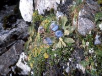 C08B06S53 01 : ナリタン, ブータン, 青いケシ, 高山植物