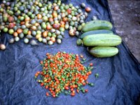 C09B04S27 02 : ティンプー, ブータン, 市場, 野菜