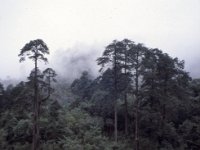 C09B04S28 15 : ティンプー・プナカ, ブータン, 森林地帯, 積雲