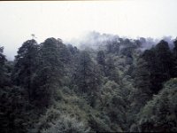 C09B04S28 16 : ティンプー・プナカ, ブータン, 森林, 森林地帯, 積雲