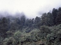 C09B04S28 17 : ティンプー・プナカ, ブータン, 森林, 森林地帯