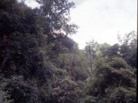 C09B04S55 08 : ドチュラ, ブータン, ワンドゥー・ティンプー, 森林地帯, 積雲