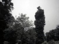 C09B04S55 11 : ドチュラ, ブータン, ワンドゥー・ティンプー, 森林地帯, 積雲