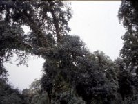 C09B04S55 12 : ドチュラ, ブータン, ワンドゥー・ティンプー, 森林地帯, 積雲