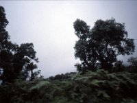 C09B04S55 13 : ドチュラ, ブータン, ワンドゥー・ティンプー, 森林地帯, 積雲