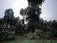 C09B04S55 14 : ドチュラ, ブータン, ワンドゥー・ティンプー, 森林地帯, 積雲