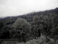 C09B04S55 16 : ドチュラ, ブータン, ワンドゥー・ティンプー, 森林地帯, 積雲