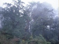 C09B04S56 03 : ドチュラ, ブータン, ワンドゥー・ティンプー, 峠, 森林地帯, 積雲