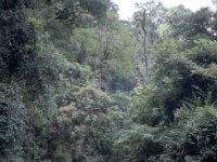 C09B04S57 03 : ドチュラ, ブータン, ワンドゥー・ティンプー, 峠, 森林地帯, 積雲