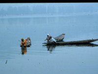 C10B01S22 16 : インド, スリナガール, ダル湖, 水草刈り