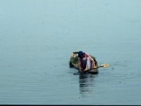 C10B01S23 06 : インド, スリナガール, ダル湖, 水草刈り