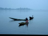 C10B01S23 08 : インド, スリナガール, ダル湖, 水草刈り