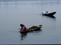 C10B01S23 11 : インド, スリナガール, ダル湖, 水草刈り