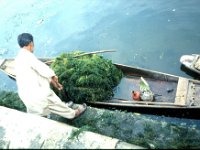 C10B01S24 06 : インド, スリナガール, ダル湖, 水草刈り