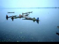 C10B01S24 16 : インド, スリナガール, ダル湖, 水草刈り