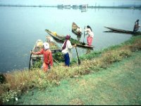 C10B01S24 18 : インド, スリナガール, ダル湖, 水草刈り
