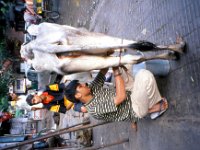 C10B02S07 14 : インド, ニューデリー, 乳搾り, 聖牛