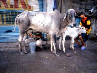 C10B02S07 17 : インド, ニューデリー, 乳搾り, 聖牛