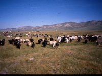 C08B05S25 10 : ツァガノール, ヒツジ, モンゴル, 山羊, 放牧, 森林破壊