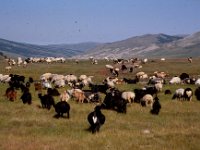 C08B05S26 07 : ツァガノール, ヒツジ, モンゴル, 山羊, 放牧