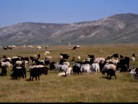 C08B05S26 08 : ツァガノール, ヒツジ, モンゴル, 山羊, 放牧