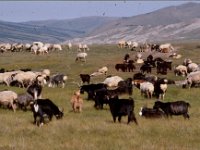 C08B05S26 09 : ツァガノール, ヒツジ, モンゴル, 山羊, 放牧