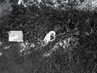 C02B05P19 31 : クンブ パンボジェ 草からの霜柱