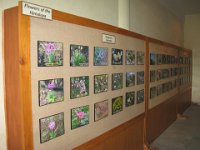 2008 08 03N03 007 : ポカラ 国際山岳博物館 高山植物