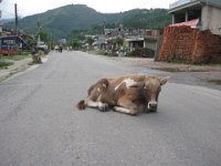 2008 08 04N01 019 : ポカラ 道路の牛