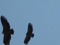 2009 04 28N02 047 : タンボチェーディンボチェ 鳥 鷲
