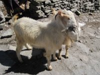 IMG 0245 : カリガンダキ流域, カロパニ・ティティ, ティティ, 羊