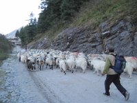 IMG 0281 : カリガンダキ流域, カロパニ, カロパニ・ティティ, 羊