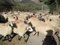 IMG 0290 : カリガンダキ流域, カロパニ, カロパニ・タトパニ, 羊