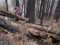 R0017189  Exif JPEG PICTURE : ダナコーラ, マルシャンディ, ラムさん, 倒木, 森林帯, 森林火災