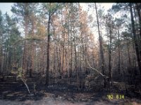 C08B05S49 12 : カラマツ林, ヤクーツク, ロシア, 山火事, 松林, 林床火災