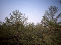 C08B05S49 14 : カラマツ林, ヤクーツク, ロシア, 観測林