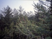 C08B05S49 15 : カラマツ林, ヤクーツク, ロシア, 観測林