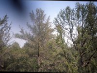 C08B05S49 16 : カラマツ林, ヤクーツク, ロシア, 観測林