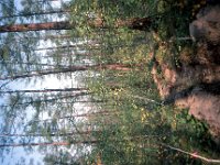 C08B05S50 04 : カラマツ, ヤクーツク, ロシア, 観測林