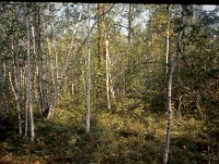 C08B05S50 14 : カラマツ, ヤクーツク, ロシア, 白樺, 観測林