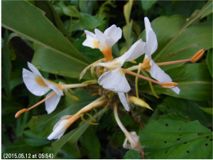 写真１８　芳しい香りのショウガの花（ファンカ・フル）。