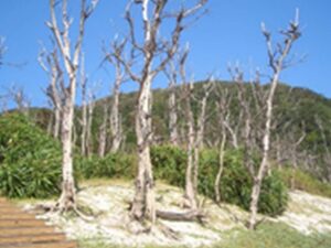 写真１（左）阿嘉島北東部のニシハマ周辺の塩害の影響をうけたマクマオウ林