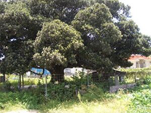 写真６（右）阿嘉島臨海研究所近くの座間味村指定文化財のアカテツの木